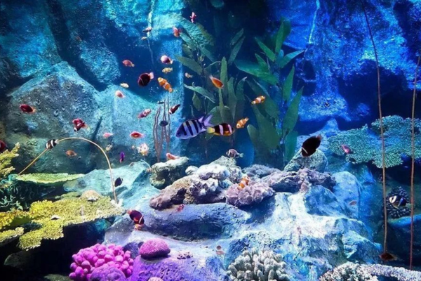  UNDERWATER WORLD, PATTAYA